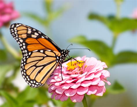 Gardening for Butterflies