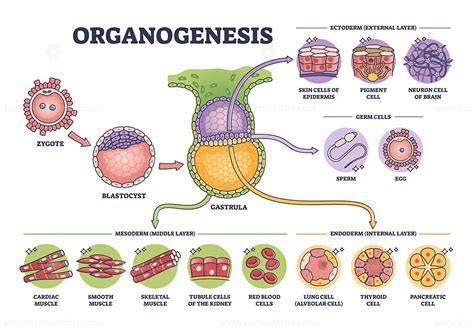 Organogenesis phase stages of embryonic development process outline diagram | Embryonic ...