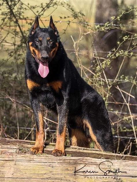 Rottweiler malinois mix your guide to this cross breed puppy – Artofit