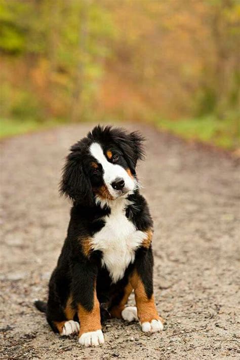 Pin di Josè Jesùs Torres Muñoz su Mis Opciones 2 | Cani e cuccioli, Cuccioli di cani, Animali