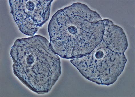 Buccal Epithelial Cells | Nikon’s MicroscopyU