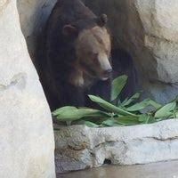 San Diego Zoo Grizzly Bears - Zoo Exhibit in Balboa Park