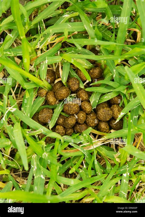 Close up of rabbit poop on grass Stock Photo - Alamy