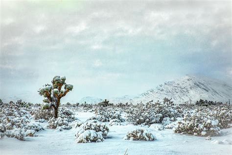 Snow in the Desert Photograph by Larry Hanna - Fine Art America