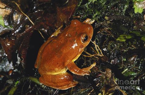 Swamp Frog Photograph by Gregory G. Dimijian, M.D. - Fine Art America