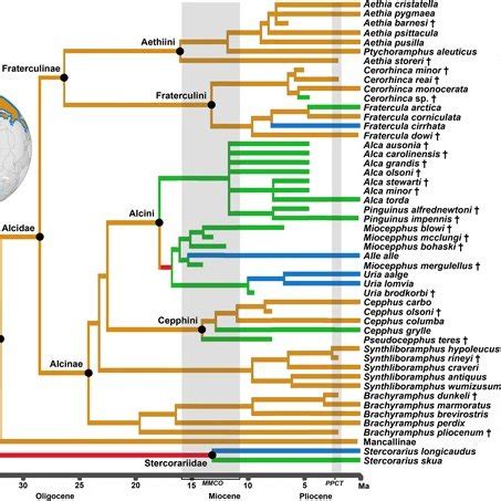 (PDF) Systematics and evolution of the Pan-Alcidae (Aves, Charadriiformes)