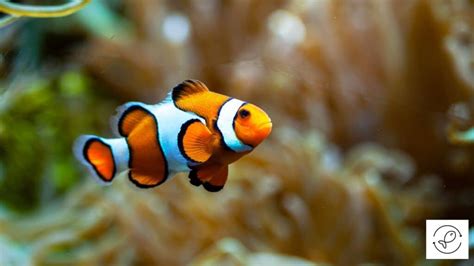 Clownfish 101 and Care (Plus Some Amazing Facts)