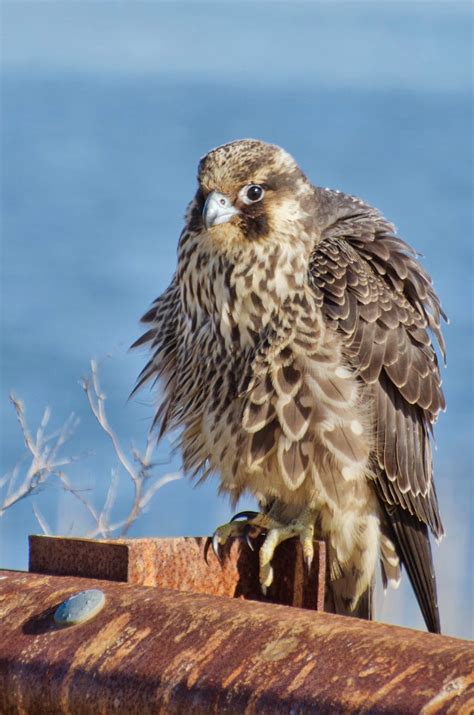 Peregrine Falcon | Focusing on Wildlife