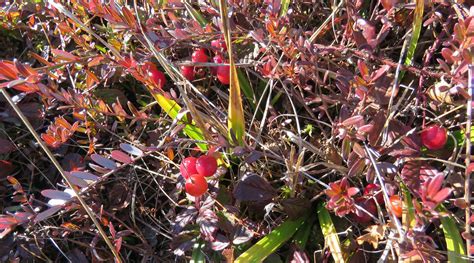 Cranberry Bog – Birding Pictures