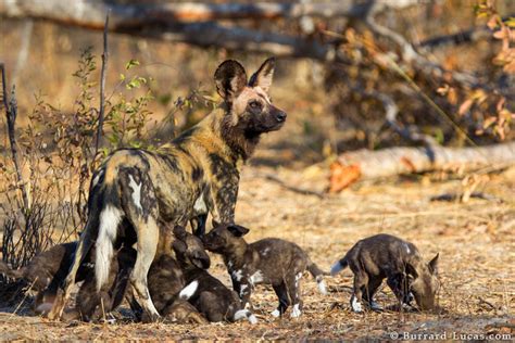 Wild Dog Puppies - Burrard-Lucas Photography