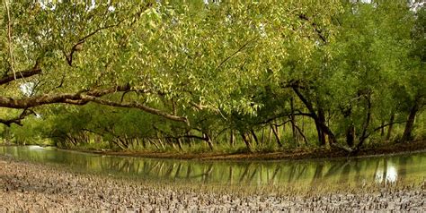 How the loss of mangrove forests increase Bangladesh’s vulnerability to ...