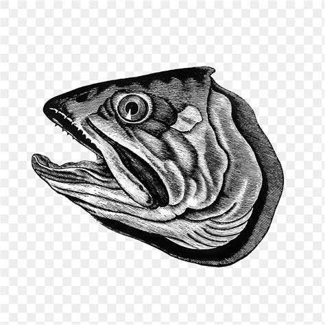 Drawing of a fish head | Free PNG Sticker - rawpixel