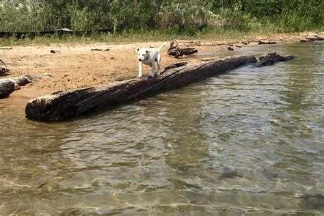 Dog Friendly Beaches in Sandpoint, ID - BringFido