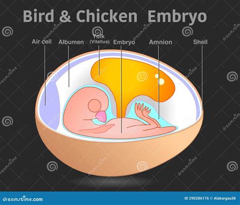 Bird Chicken Embryo Anatomy , Organ Parts. Egg Embryo Diagram. Cross Section Dark Black ...