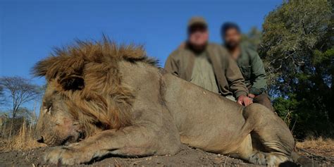 Lion trophy hunting - we interview Craig Packer - Africa Geographic