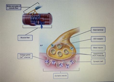 Solved Motor end plate of muscle fiber Axon terminal Muscle | Chegg.com