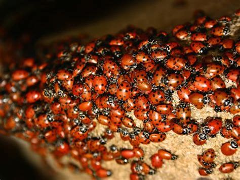 Don't Let Ladybugs Become Your Landlord | Environmental Pest Control