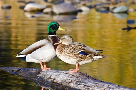 Species Profile: Anas platyrhynchos - Mallard, Wild Duck, Greenhead ...