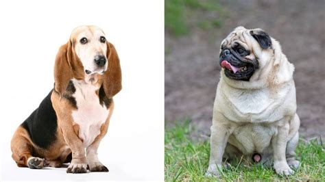 The Basset Hound Pug Mix - Pug Friend