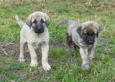 Anatolian Shepherd Puppies - Google Search