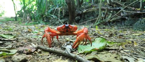 Christmas Island Red Crab - A-Z Animals