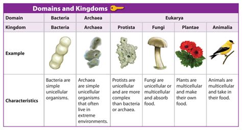 Image Gallery eukarya kingdoms