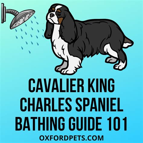 How Often To Bathe A Cavalier King Charles Spaniel? 101 Bathing Guide - Oxford Pets