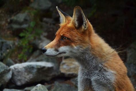 21 Wild Animals in Hungary [Wildlife in Hungary] - Kevmrc