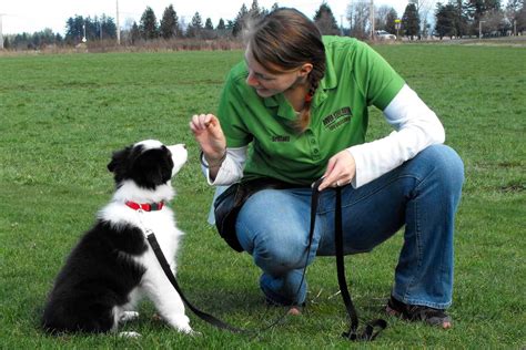 How Do I Teach My Border Collie Tricks