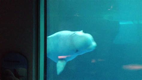 Shedd Aquarium Beluga Whales - YouTube