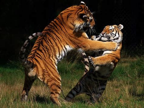 Viral Ranthambore tigers fight video | 'Nature unedited': Two tigers engage in brutal fight at ...