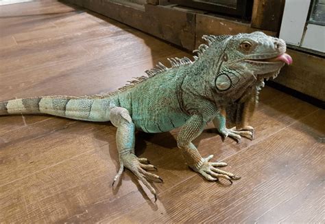 Thinking about getting a pet iguana? Check out this list of pointers ...