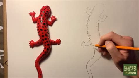 How to Draw a Salamander - Tremont Institute