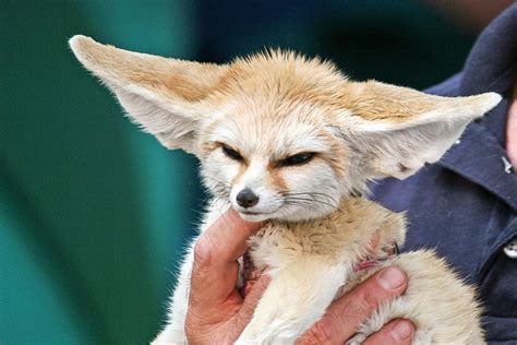 Fennec Foxes: Facts, Photos, Videos, and Exotic Pets - PetHelpful