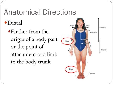 PPT - Anatomical Directions & Movements PowerPoint Presentation - ID:2074643