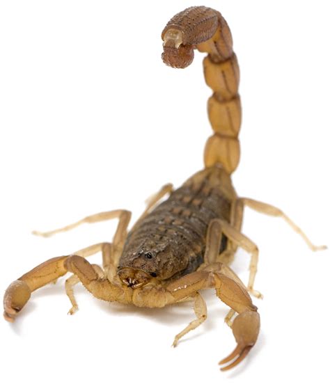 Scorpion Arachnids Transparent PNG | PNG Mart