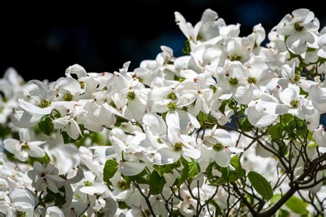 Bright White Blooming Dogwood Flowers Stock Photo - Image of plant, branch: 155876734