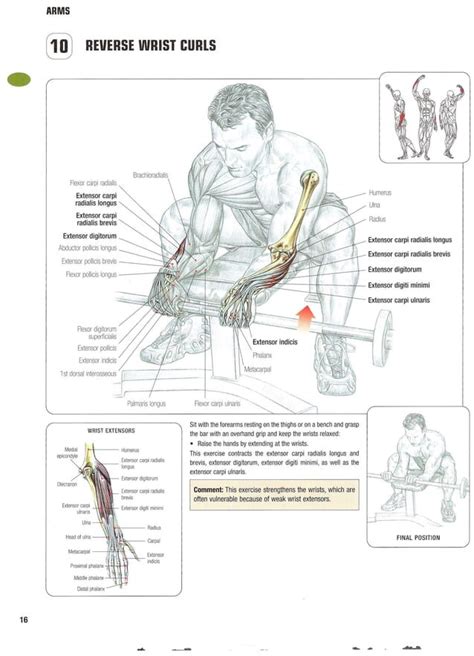 Strength Training Anatomy 2nd Edition