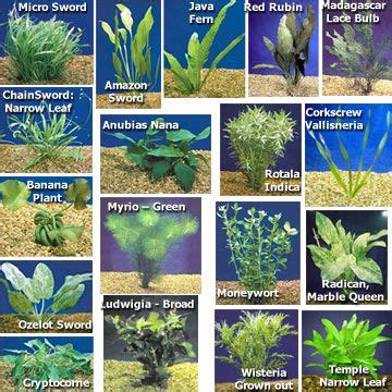 Aquarium Plant Pack - Ultimate: Aquatic Plants for Freshwater Aquariums ...