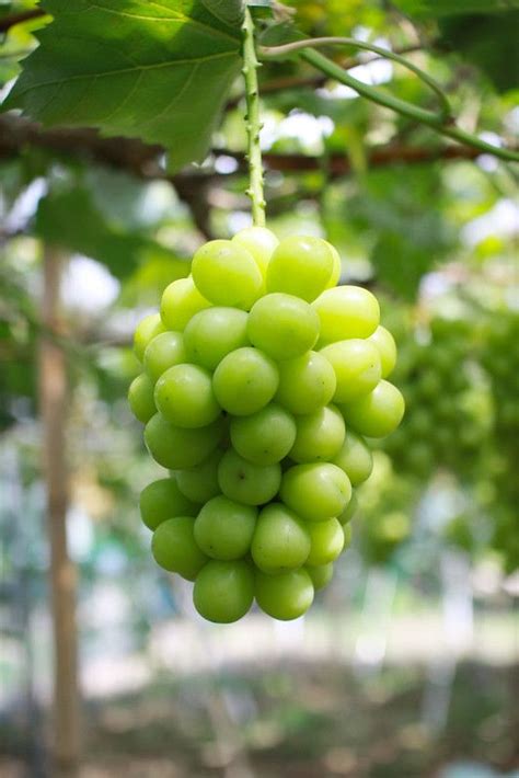 Shine Muscat | Green grapes, Fruit garden, Winter fruit