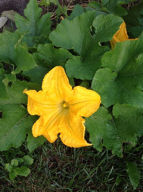 Yellow squash flower | Squash flowers, Yellow flowers, Squash plant