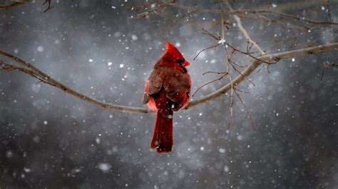 Amid Winter Gloom, Cardinals Sing of Spring - The New York Times