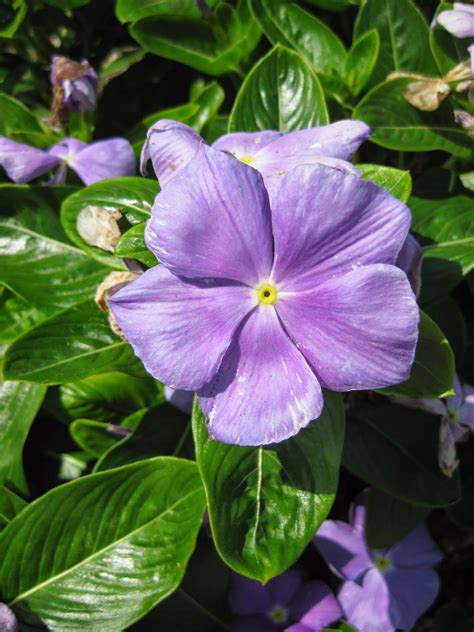 Rotary Botanical Gardens - Hort Blog: Annual Vinca (Catharanthus roseus)