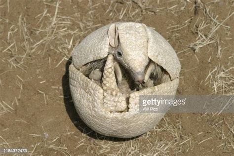 93 Three Banded Armadillo Stock Photos, High-Res Pictures, and Images - Getty Images