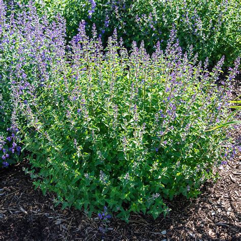 Catnip Seeds, Nepeta cataria – Gran's Garden Seeds