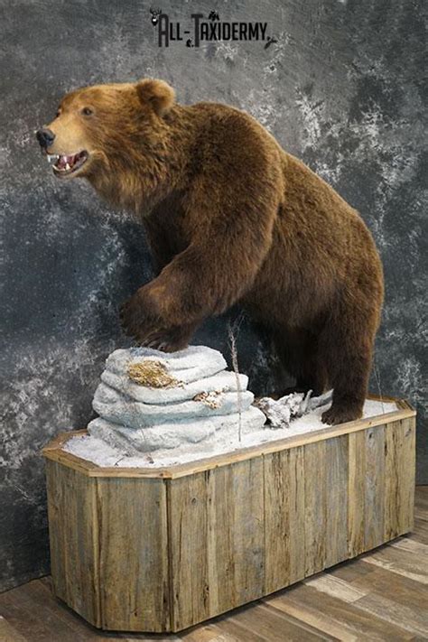 Full Body Brown/ Grizzly Bear taxidermy mount SKU 2383 - All Taxidermy