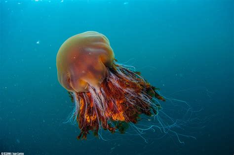 The lion’s mane jellyfish is not only the largest jelly species in the world. With tentacles up ...