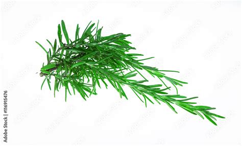 Sprig of rosemary Stock Photo | Adobe Stock