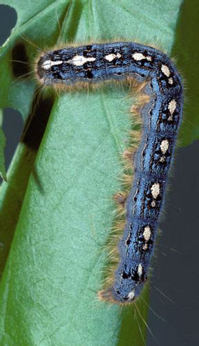 Forest tent caterpillars can cause significant defoliation on landscape trees - MSU Extension