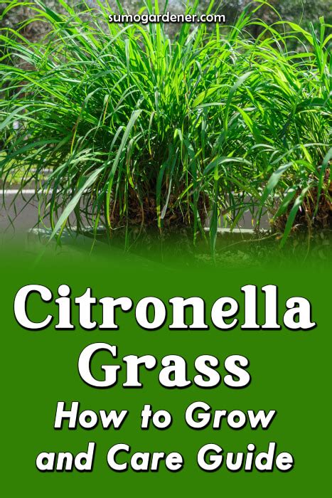 Citronella Grass How to Grow and Care Guide - Sumo Gardener